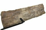 12.1" Partial Triceratops Horn with Metal Stand - North Dakota - #131347-2